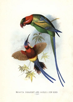 Long-tailed parakeet, Psittacula longicauda Long-tailed parakeet, Psittacula longicauda