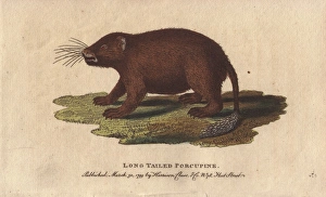 Long tailed porcupine, Trichys fasciculata Long tailed porcupine, Trichys fasciculata