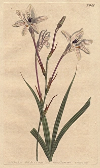 Long-tubed tritonia with pink stems and pink Long-tubed tritonia with pink stems and pink