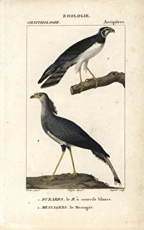 Long-winged harrier, Circus buffoni, and secretarybird Long-winged harrier, Circus buffoni, and secretarybird