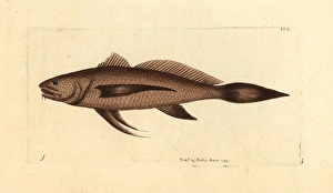 Longtail croaker fish, Lonchurus lanceolatus Longtail croaker fish, Lonchurus lanceolatus