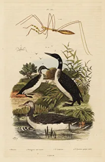 Fries Gallery: Loons and thread-legged bug