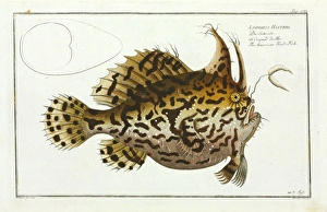 S Gallery: Sargassum Fish Collection