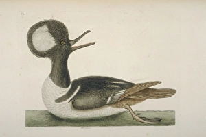 Lophodytes cucullatus, hooded merganser Lophodytes cucullatus, hooded merganser