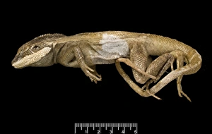 Lophognathus gilberti, gilberts dragon Lophognathus gilberti, gilberts dragon