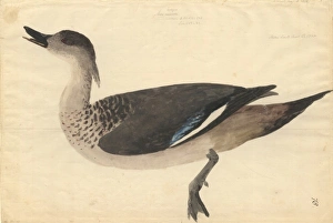 Lophonetta specularoides, crested duck Lophonetta specularoides, crested duck