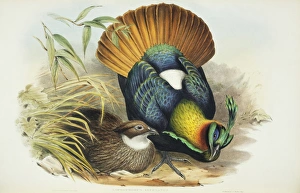 Lophophorus impejanus, Himalayan monal Lophophorus impejanus, Himalayan monal