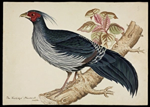 Lophura leucomelanos, Kalij pheasant Lophura leucomelanos, Kalij pheasant