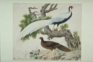 Eudicot Gallery: Lophura nycthemera, silver pheasant