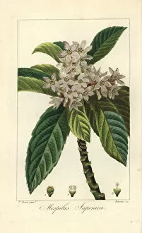 Loquat tree or Japanese medlar, Eriobotrya japonica