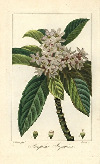 Loquat tree or Japanese medlar, Eriobotrya japonica Loquat tree or Japanese medlar, Eriobotrya japonica