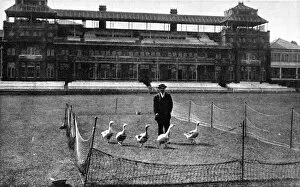 Cricket Gallery: Lords Cricket Ground as a Goose Farm, 1915