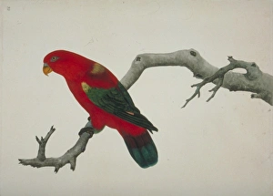 <b class=qtipBold><figcaption>Lorius garrulus, chattering lory</figcaption></b><br>Plate 44, a watercolour from the John Reeves Collection of Zoological Drawings from Canton, China. Date:<br><em>© Mary Evans / Natural History Museum</em> Lorius garrulus, chattering lory