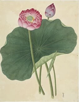 Eudicotinae Gallery: Lotus nelumbo, lotus