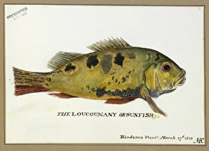 Loucounany, sunfish Loucounany, sunfish