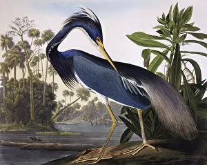 Southern Gallery: Louisiana Heron, by John James Audubon
