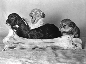 Four Lowchen puppies with a large bone Four Lowchen puppies with a large bone