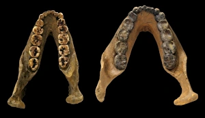 Lower jaw casts of Paranthropus robustus (Swartkrans 23) and Lower jaw casts of Paranthropus robustus (Swartkrans 23) and