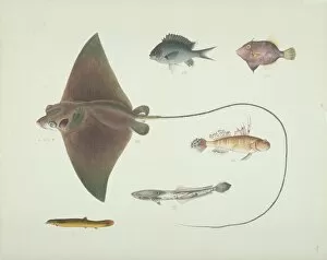 Elasmobranch Gallery: LS Plate 186 from the John Reeves Collection
