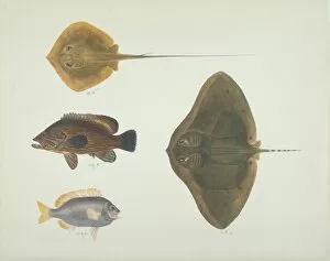 Elasmobranchii Gallery: LS Plate 192 from the John Reeves Collection