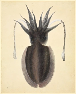 LS Plate 83 from the John Reeves Collection LS Plate 83 from the John Reeves Collection