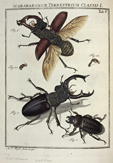 Lucanus cervus Linnaeus, stag beetle Lucanus cervus Linnaeus, stag beetle