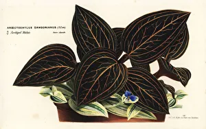 Ludisia discolor orchid Ludisia discolor orchid