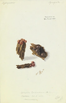 Protista Gallery: Lycogala epidendrum, Wolfs Milk