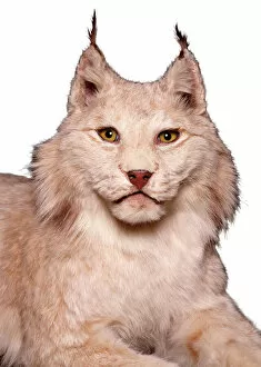 Lynx Gallery: Lynx sp. lynx