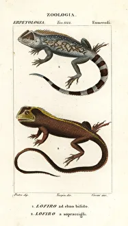 Lyreshead lizard and mophead iguana Lyreshead lizard and mophead iguana