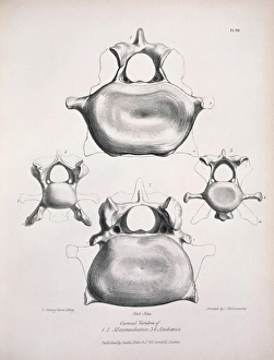 Macrauchenia patachonica and Auchenia llama Macrauchenia patachonica and Auchenia llama