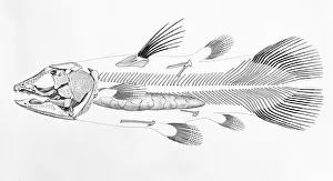 Macropoma lewesiensis, an extinct coelacanth fish Macropoma lewesiensis, an extinct coelacanth fish