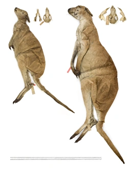 Macropus antilopinus, antilopine wallaby Macropus antilopinus, antilopine wallaby