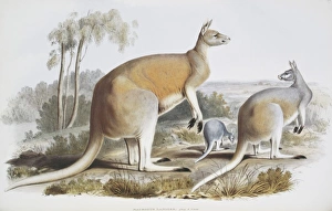 Macropus laniger, great red kangaroo Macropus laniger, great red kangaroo