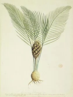 Magnoliophyta Gallery: Macrozamia communis, burrawang palm
