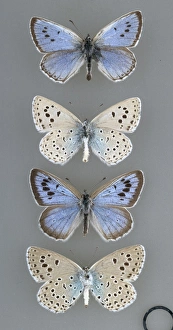 Maculinea arion, large blue butterfly Maculinea arion, large blue butterfly