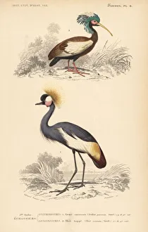 Madagascan crested ibis and grey crowned crane (endangered) Madagascan crested ibis and grey crowned crane (endangered)