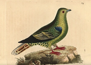 Madagascar green pigeon, Treron australis Madagascar green pigeon, Treron australis