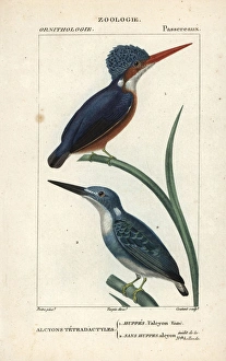 Madagascar kingfisher, Alcedo vintsioides Madagascar kingfisher, Alcedo vintsioides