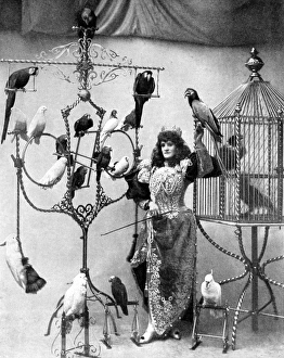Madame Marzella with her pets, at the Tivoli, 1896 Madame Marzella with her pets, at the Tivoli, 1896
