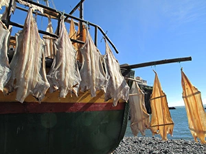 Madeira, Camara de Lobos - Fishing boat - drying fish Madeira, Camara de Lobos - Fishing boat - drying fish