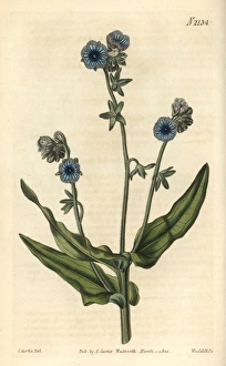 Madeira hounds tongue, Cynoglossum pictum Madeira hounds tongue, Cynoglossum pictum