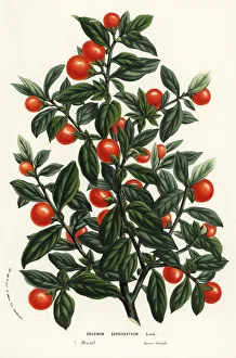 Madeira winter cherry, Solanum pseudocapsicum Madeira winter cherry, Solanum pseudocapsicum