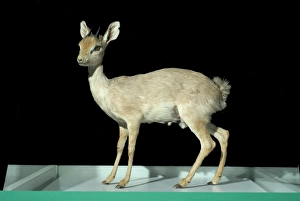 Madoqua saltiana, Salt's dik-dik Madoqua saltiana, Salt's dik-dik