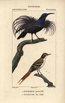 Magnificent riflebird, Ptiloris magnificus Magnificent riflebird, Ptiloris magnificus
