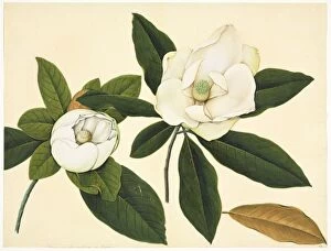 Potted Histories Gallery: Magnolia cf.delavayi, magnolia