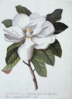 Magnolia grandifolra, southern magnolia Magnolia grandifolra, southern magnolia