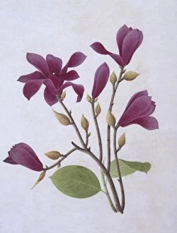 Potted Histories Gallery: Magnolia liliiflora, purple lily-flowered magnolia
