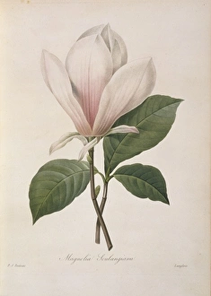 Magnolia soulangiana, Chinese magnolia Magnolia soulangiana, Chinese magnolia