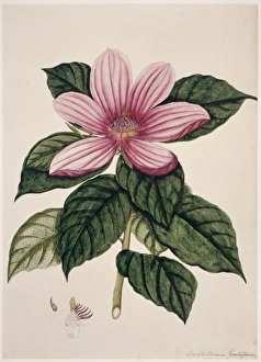 <b class=qtipBold><figcaption>Magnolia sp., magnolia</figcaption></b><br>Plate 642 from the Fleming Indian Drawings Collection, c. 1795-1805. Held in the Botany Library at the Natural History Museum, London. Date:<br><em>© Mary Evans / Natural History Museum</em> Magnolia sp., magnolia